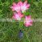 Solar Power Flower Color LED Light, Garden Solar Lamp, Yard Lamp