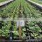 Agriculture Irrigation Drip Hose