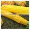 Hot Sell Corn Umbrella Sun And Rain Folding Umbrella Corn Shape Umbrella