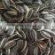 Black Sunflower Seeds 5009