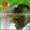 wholesale factory price China Fresh Broccoli Good Quality Broccoli