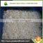 Hot sale blanched deep frozen garlic segments