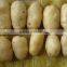 Fresh Chinese potato packing in mesh bag