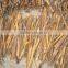 Split Cassia/Cinnamon Vietnam (SKYPE: VISIMEX09)