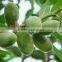 Delicious almond