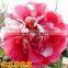 All Camellia japonica variety