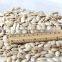 wholesale Pumpkin Seed Show White new crop with best price