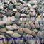 grown without shell pumpkin seeds Grade AA