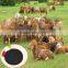 High soluble extract powder organic fertilizer CAS:84775-78-0