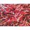 Red Pepper