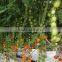 Multi Span Greenhouse for Hydroponics and irrigation systems