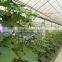 Greenhouse uv treated plastic clear film/film blue/plastic film greenhouse