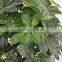 making high quality fake Scheffleraoctophylla tree