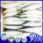 frozen mackerel importers