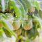 FRESH PASSION FRUIT // FROZEN PULP // HIGH QUALITY WITH BEST PRICE