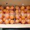 Fresh Baby Mandarin Orange Citrus Fruits