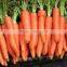 Fresh Carrot(80g-150g 150g-200g 200g-250g 250g-300g)