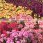 Carnation flower fresh cut carnation