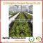 Agricultural Ecological Garden Space Planting Save Soil no Need Fertilizer Growing Sponge/foam