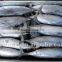 Fresh Sea Frozen Bonito300-500 500-700 750-1000