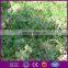 Monofilament PE anti bird net for catching bird