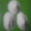Sand for sandblasting purpose 46# white fused alumina