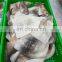 Hot sale skin on squid fillet block wing on for export