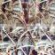 Camo Leaf Pattern Hydrographics Water Transfer Printing PVA Film
