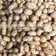 crop patato new season potato good quality potato