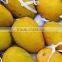 Fresh Mango Exporter In India