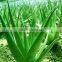 Aloe Vera Extract