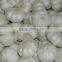 Fresh normal white garlic from cold store