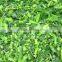 IQF chopped spinach/frozen spinach balls/