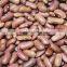 wholesale dry beans, light red kidney beans, 2015 new kidney beans