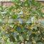 Hot Sale Yellow And Golden Sweet Osmanthus Fragrans Flower Tree Seeds For Growing