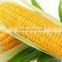 Yellow corn animal feed grade suppliers from India