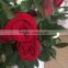 Natural fresh flower fresh rose from Kunming