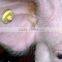 uhf RFID round circular animal Ear Tag for pig