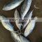 Frozen Fresh Bonito 750g up