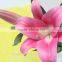 High quality fresh cut Pink Lily Robina flowers Kunming from China supplier