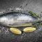 Frozen Bonito Fish Frozen Bonito Tuna Fish Little Tuna Euthynnus Affinis