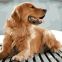 Pet Paint by numbers Custom Paint By Number