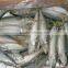 Frozen food ( Frozen Mackerel whole round)