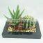 2014 new design artificial cactus plants /wholesale bonsai trees
