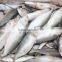 frozen indian mackerel whole round