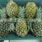 VIET NAM FRESH pineapple