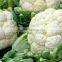 Top Grade cauliflower