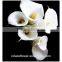bulk wholesale long stem single head fresh cut calla flower for wedding