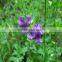 lucerne seed for sale