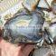 Natural Agate Slices Wholesale Crystal Stones For Sale